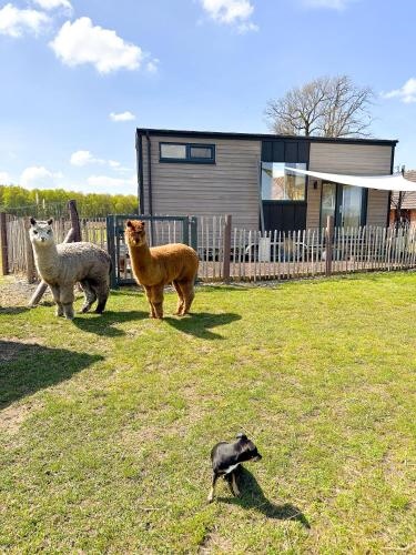 Tiny House Alpakablick - inklusive gratis Alpaka Meet & Greet