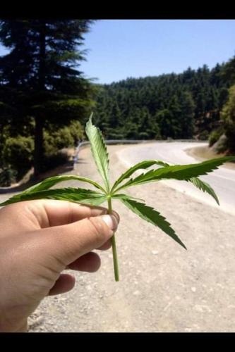 Old school KETAMA farm