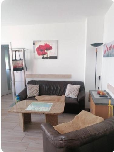 Mohnblume, die kleine Oase