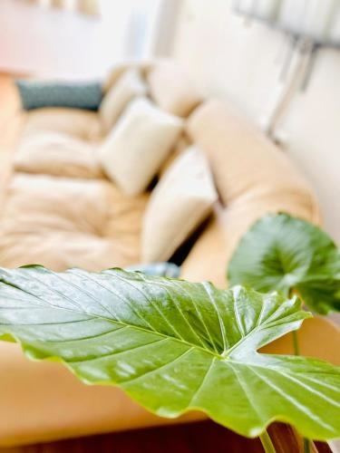 Mia Luxury apartments