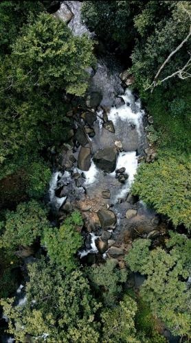 Hill Rows Plantation & Forest Exp By GreenEscapes