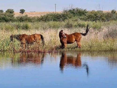 Jackalberry Guest Farm