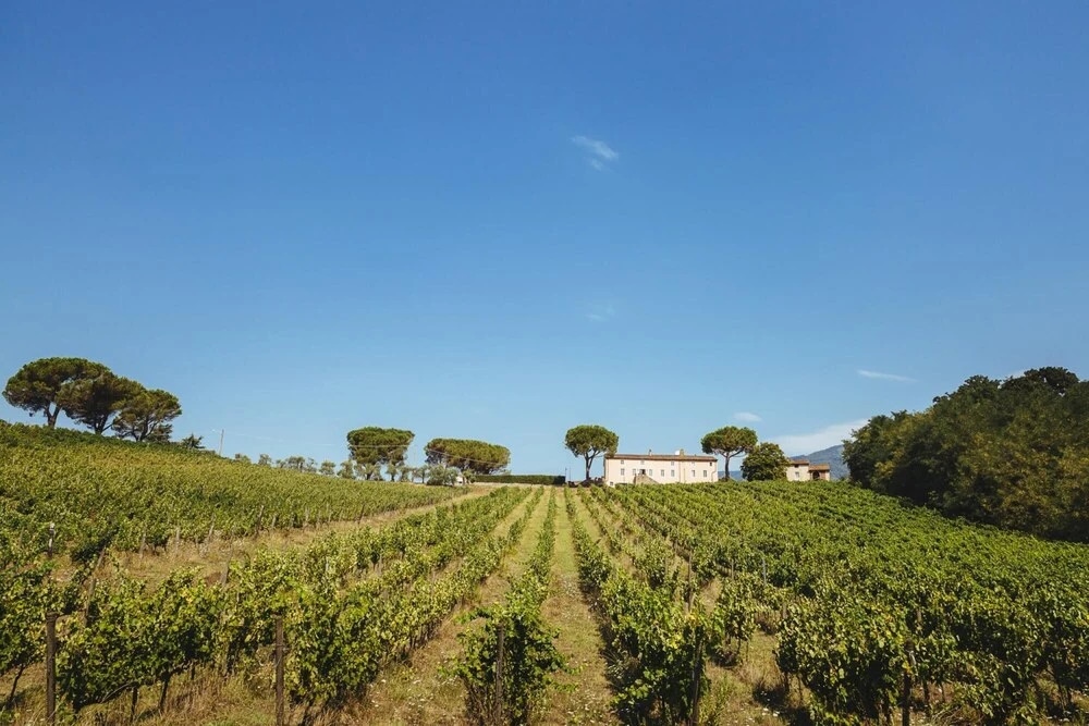 Fattoria Camigliano Wine Estate