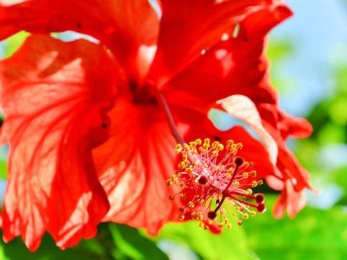 Caribe Town Bungalows