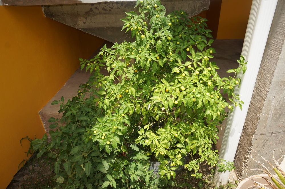 Faith's Villa Of Tobago