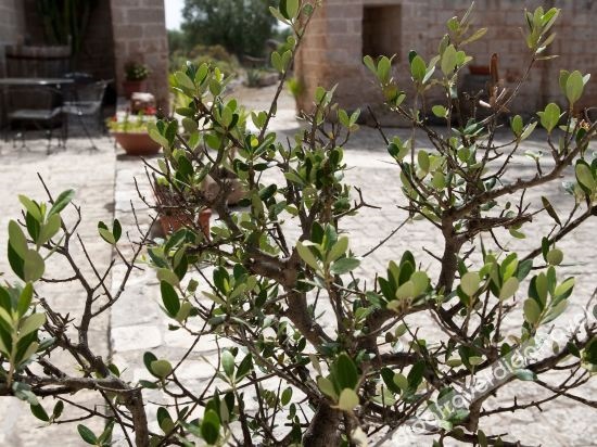 Masseria Bosco & Masseria Strazzati