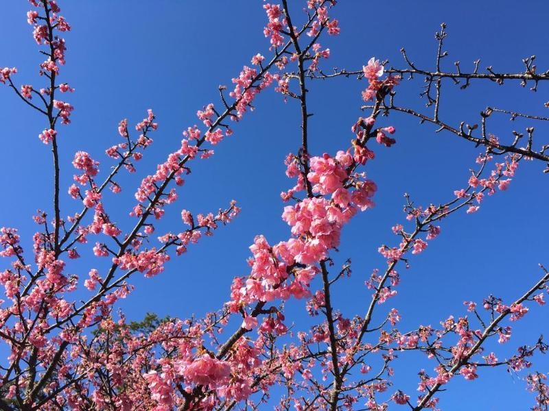 Dogashima Onsen Hotel
