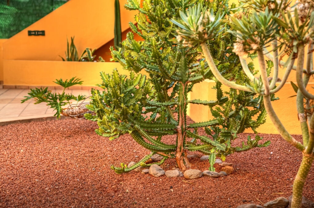 Complejo Las Tres Palmeras