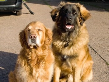 Hues Piece Paynes Farm