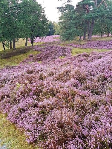 Café Und Pension Höpen Idyll